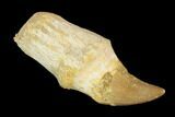 Fossil Rooted Mosasaur (Halisaurus) Tooth - Morocco #117020-1
